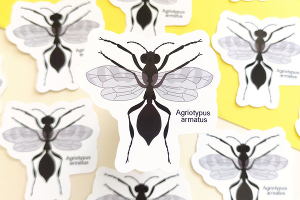 Vinyl Sticker -  Parasitäre Wespe - Agriotypus Armatus